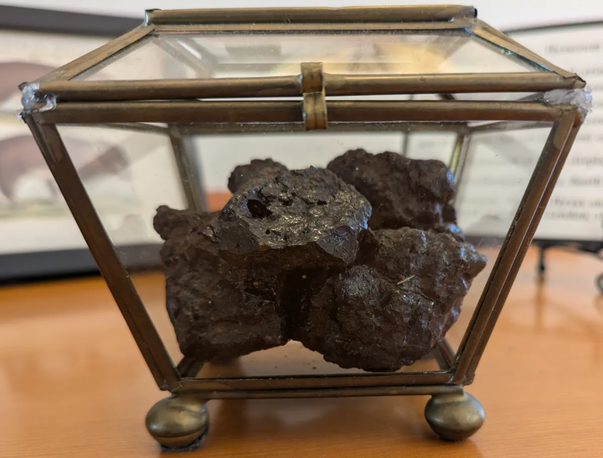 Hyraceum (Africa Stone) - versteinertes Material des Klippschliefers
