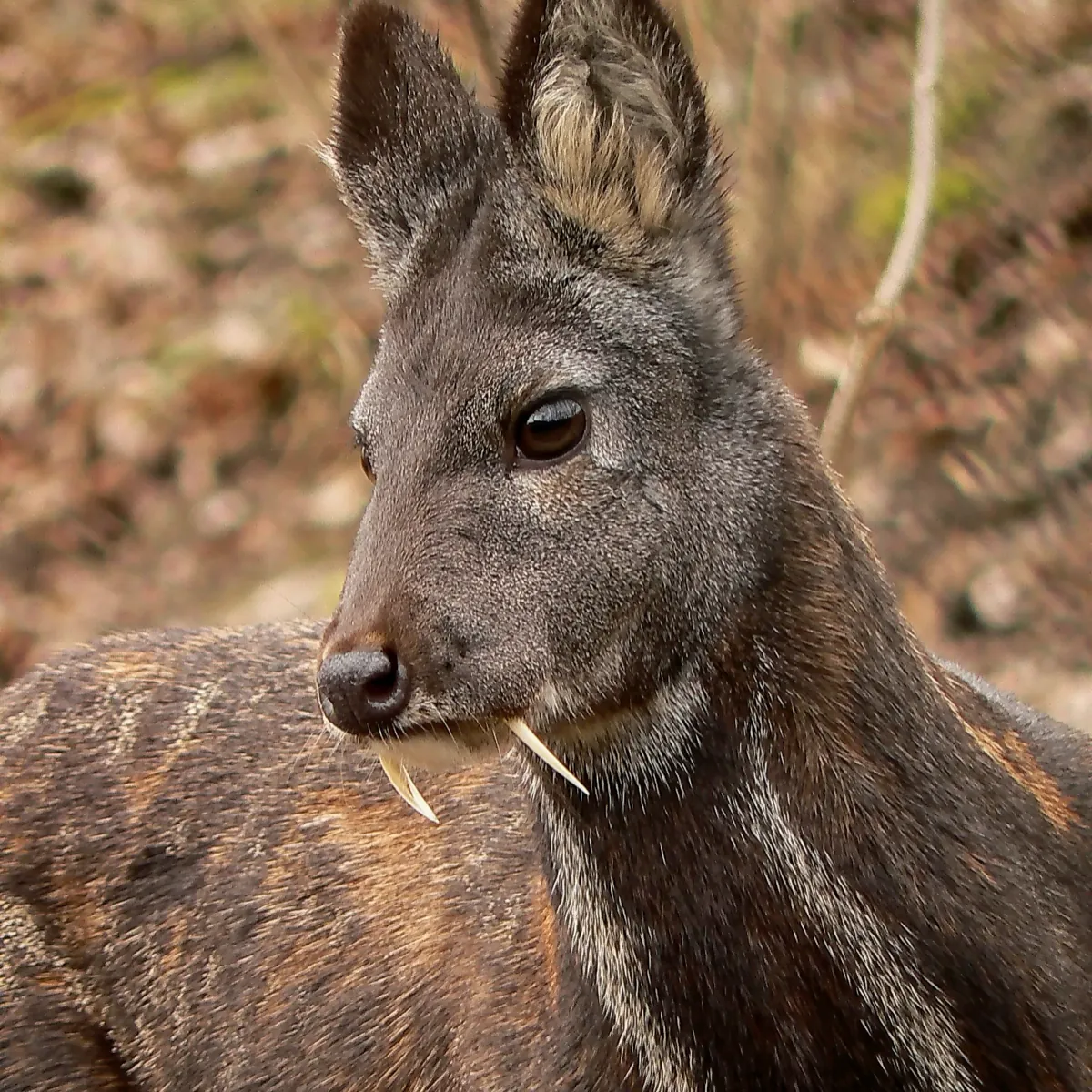 Sibirisches Moschustier (Moschus moschiferus) im Zoo Pilsen